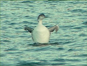 There are many loons on Jocassee in the winter.