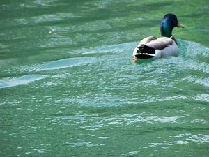 Mallard duck